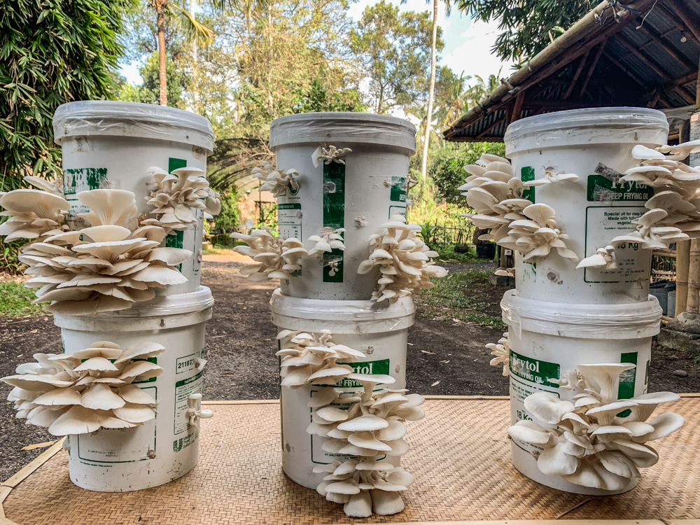 Low Tech Mushroom Growing The Kul Kul Farm